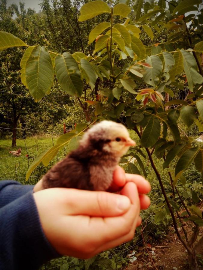 Agroturystyka U Babci Czchow Extérieur photo