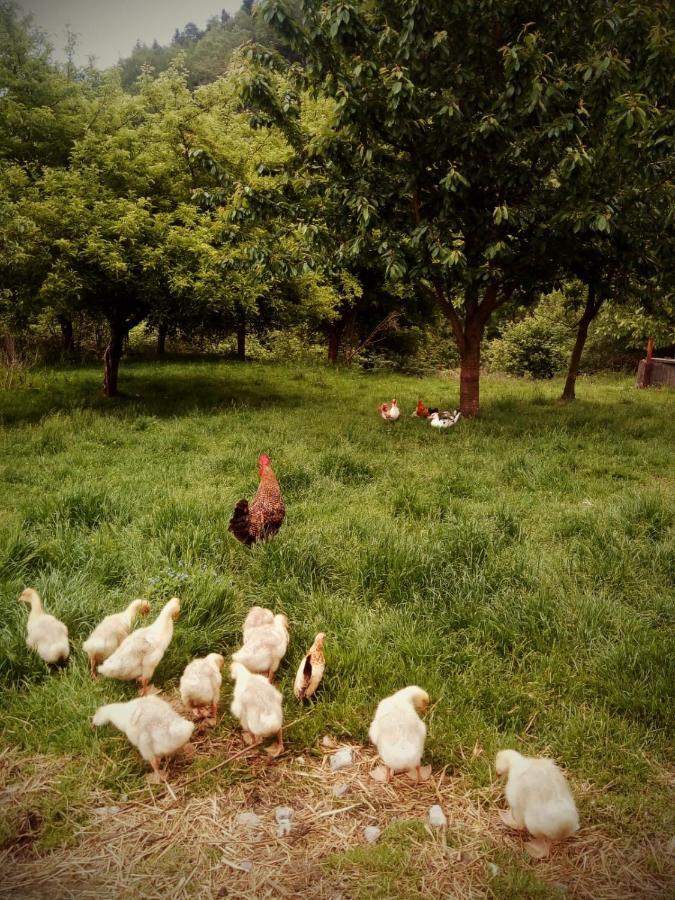 Agroturystyka U Babci Czchow Extérieur photo