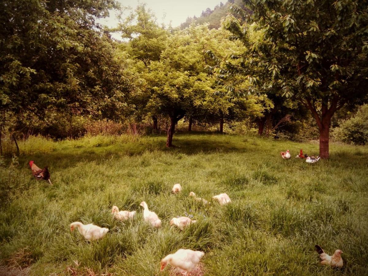Agroturystyka U Babci Czchow Extérieur photo