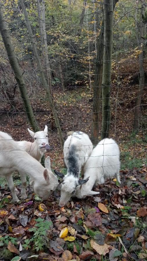 Agroturystyka U Babci Czchow Extérieur photo