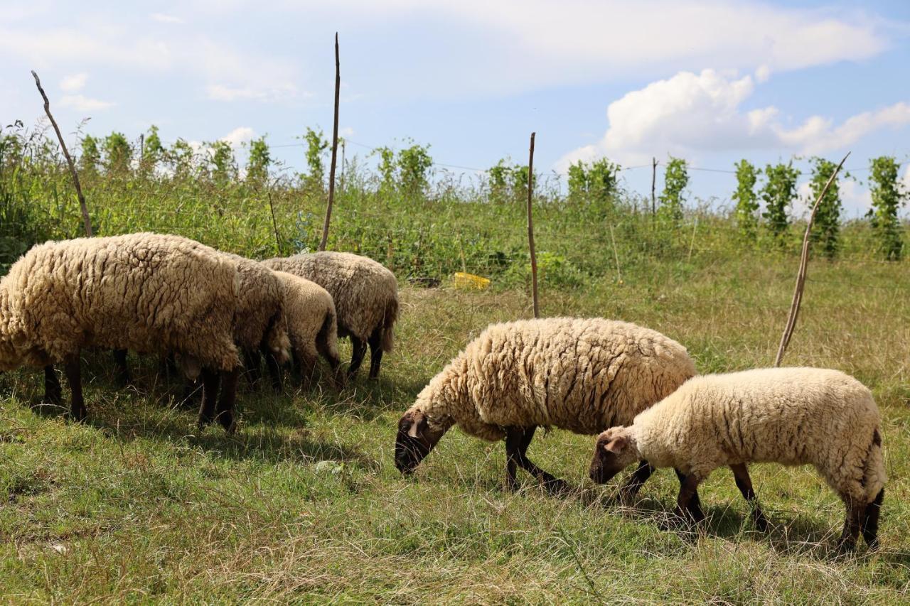 Agroturystyka U Babci Czchow Extérieur photo