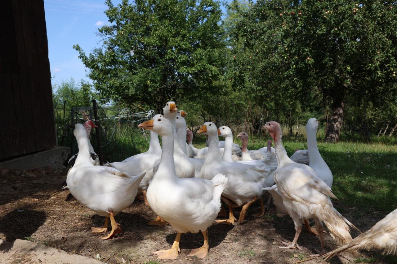 Agroturystyka U Babci Czchow Extérieur photo
