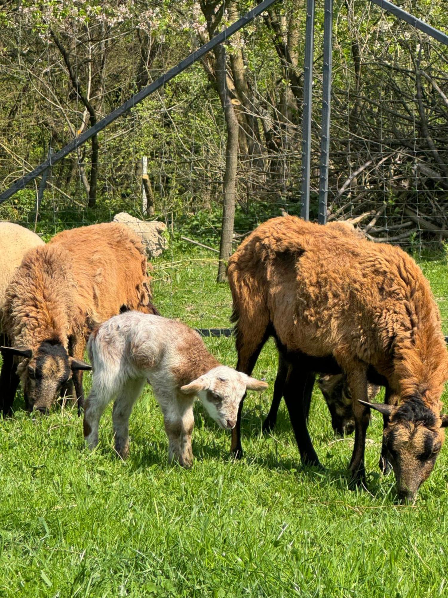 Agroturystyka U Babci Czchow Extérieur photo